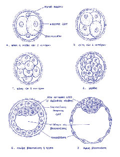 Stages of embryo development until the blastocyst stage